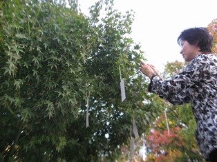 wish tree.JPG